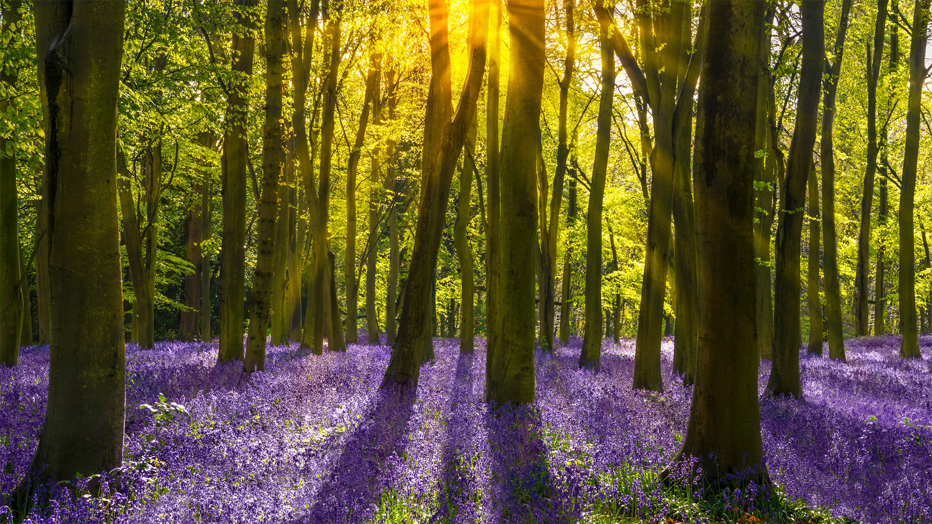 Bluebells in the forest, Cotswolds