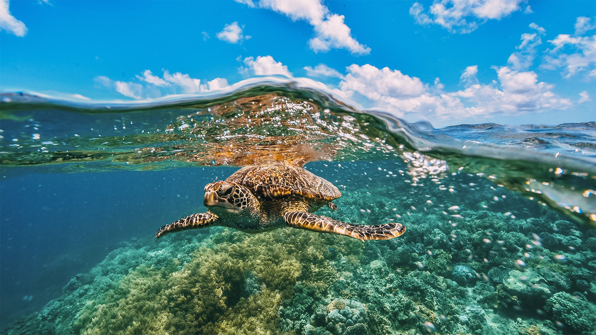 Green sea turtle, Great Barrier Reef, Australia. 