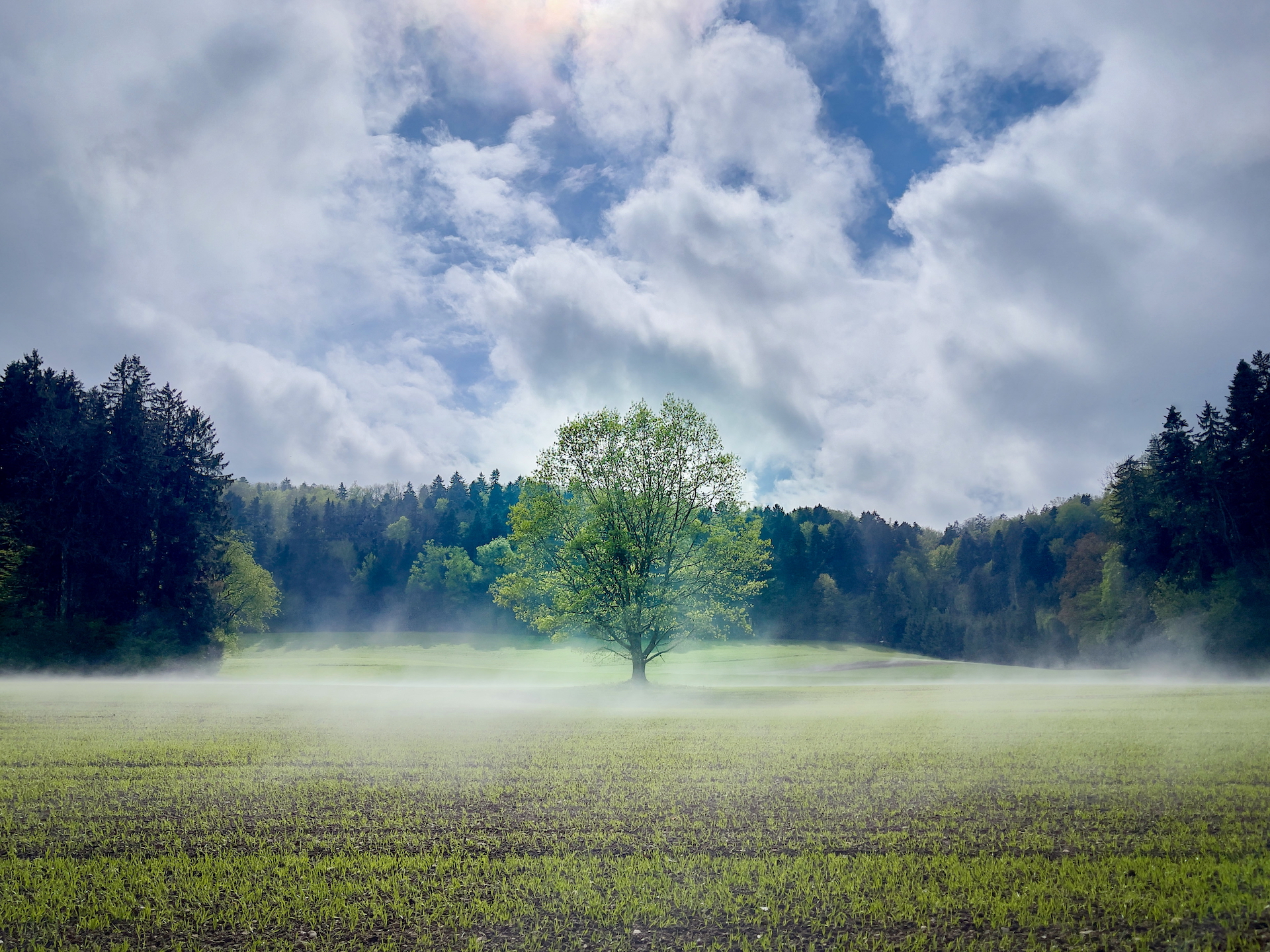 Mist rising around my favorite tree