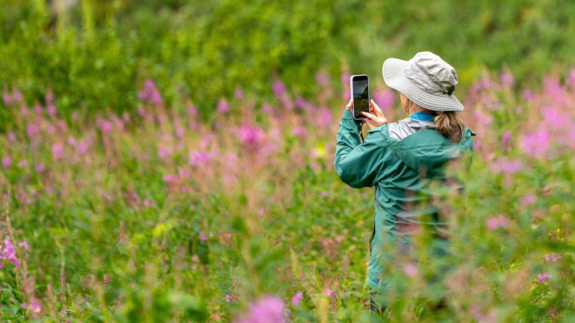 woman uses iPhone to photograph wildflowers