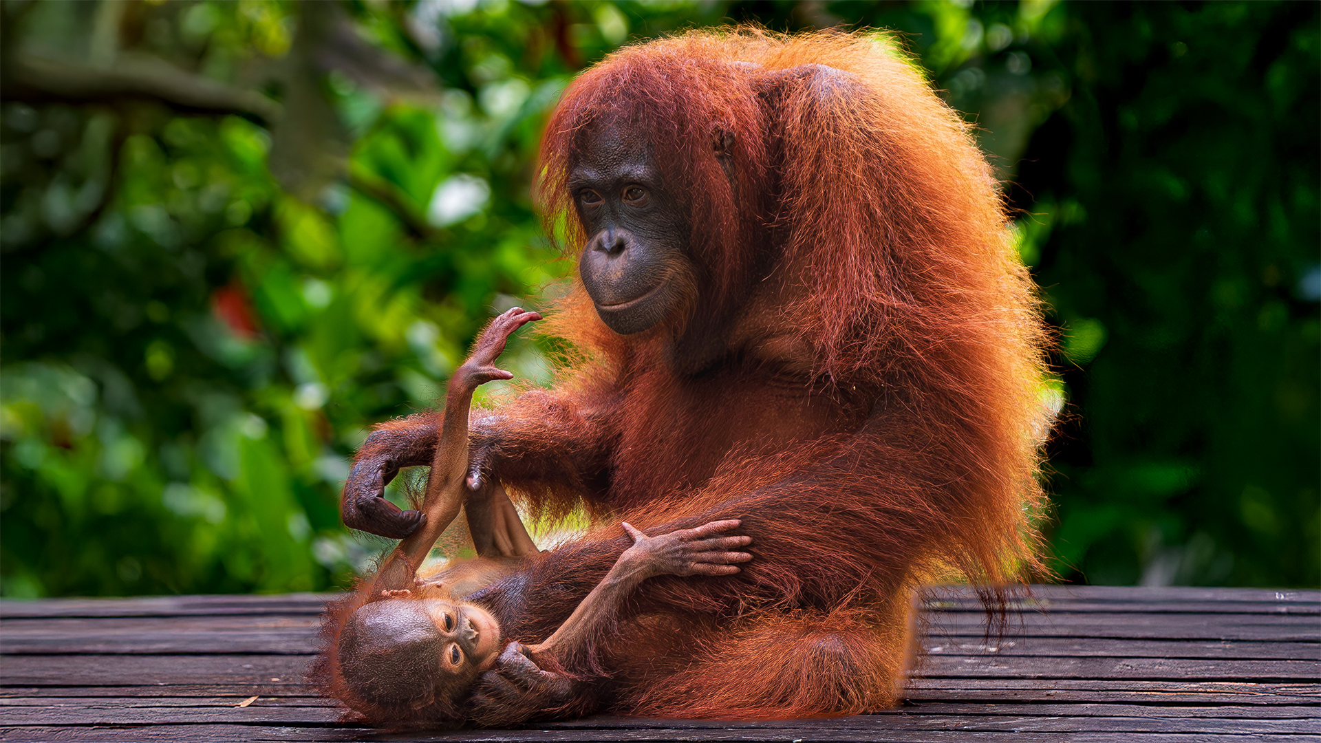 Mother and baby orangutans borneo