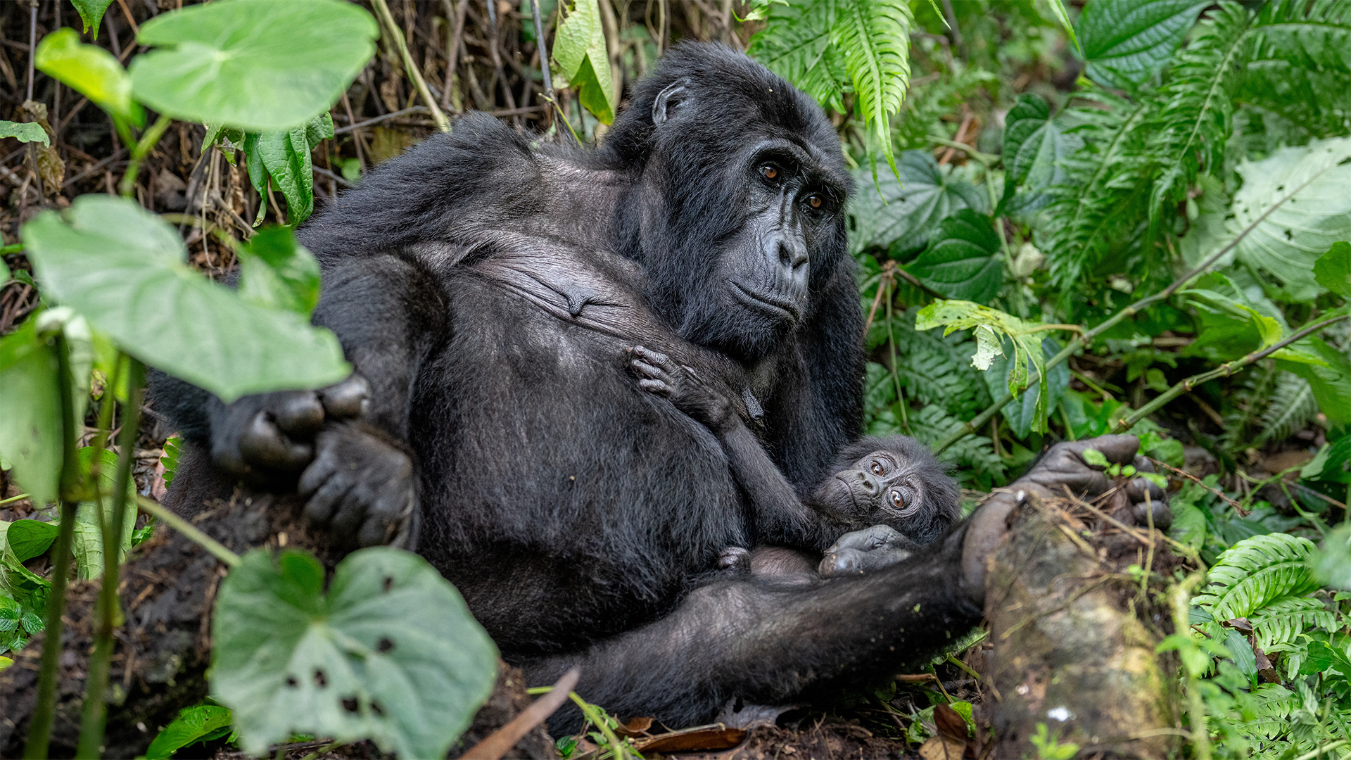 Mother and baby gorilla, Uganda, Rwanda, East Africa, gorilla trekking