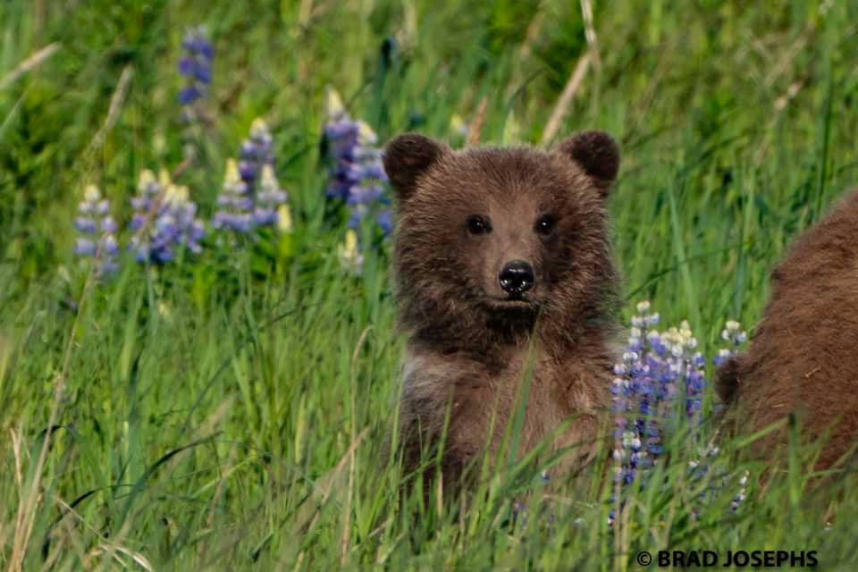 A cub strikes a pose among the lupines in Katmai National Park.