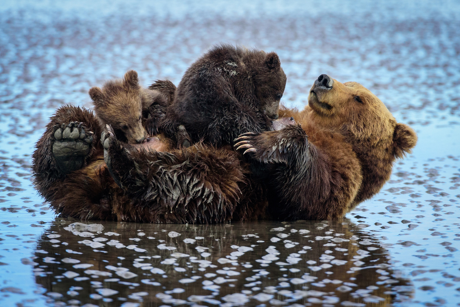 Brown bear cubs nurse in Alaska.