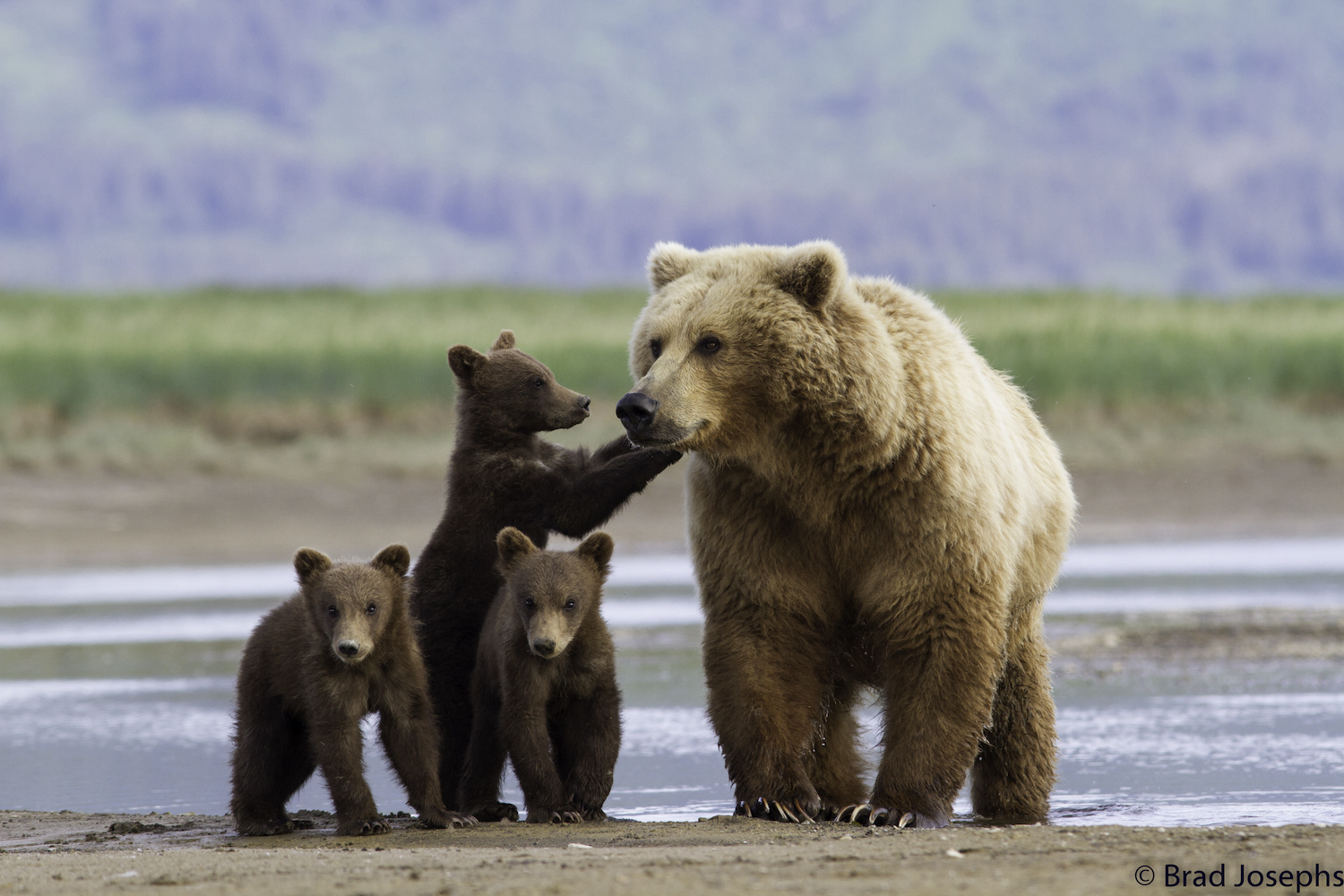 Playful bear cubs with a mother bear in Katmai National Park.
