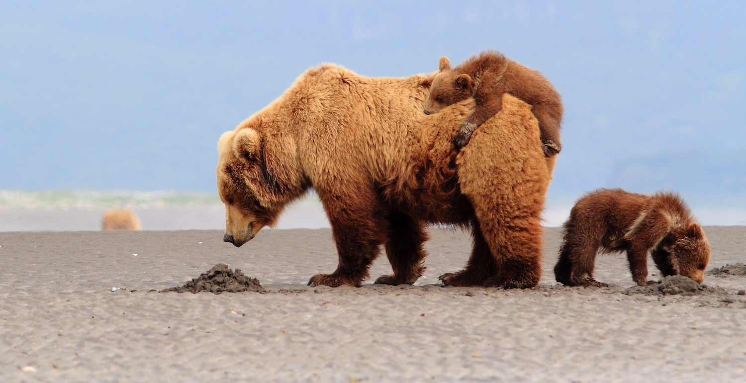 Playful bear cubs with a mother bear in Katmai National Park.