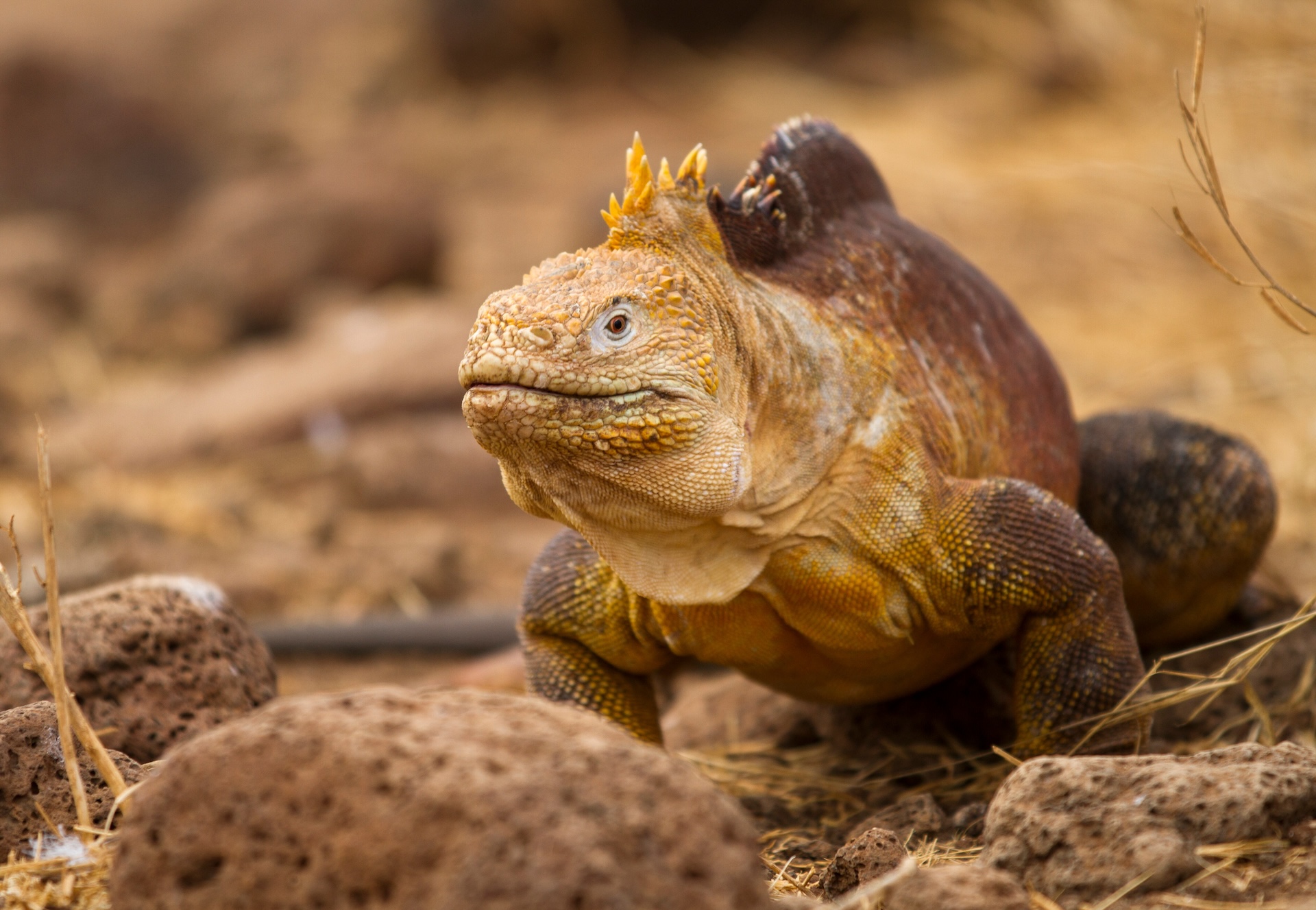 Galapagos Land Iguana by Court Whelan