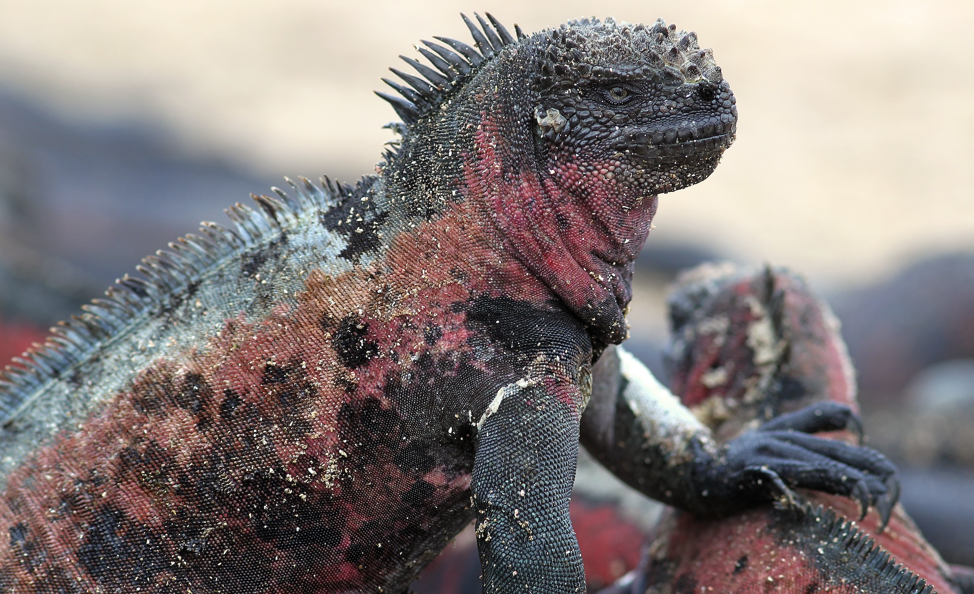 Galapagos Marine Iguana by Eric Rock