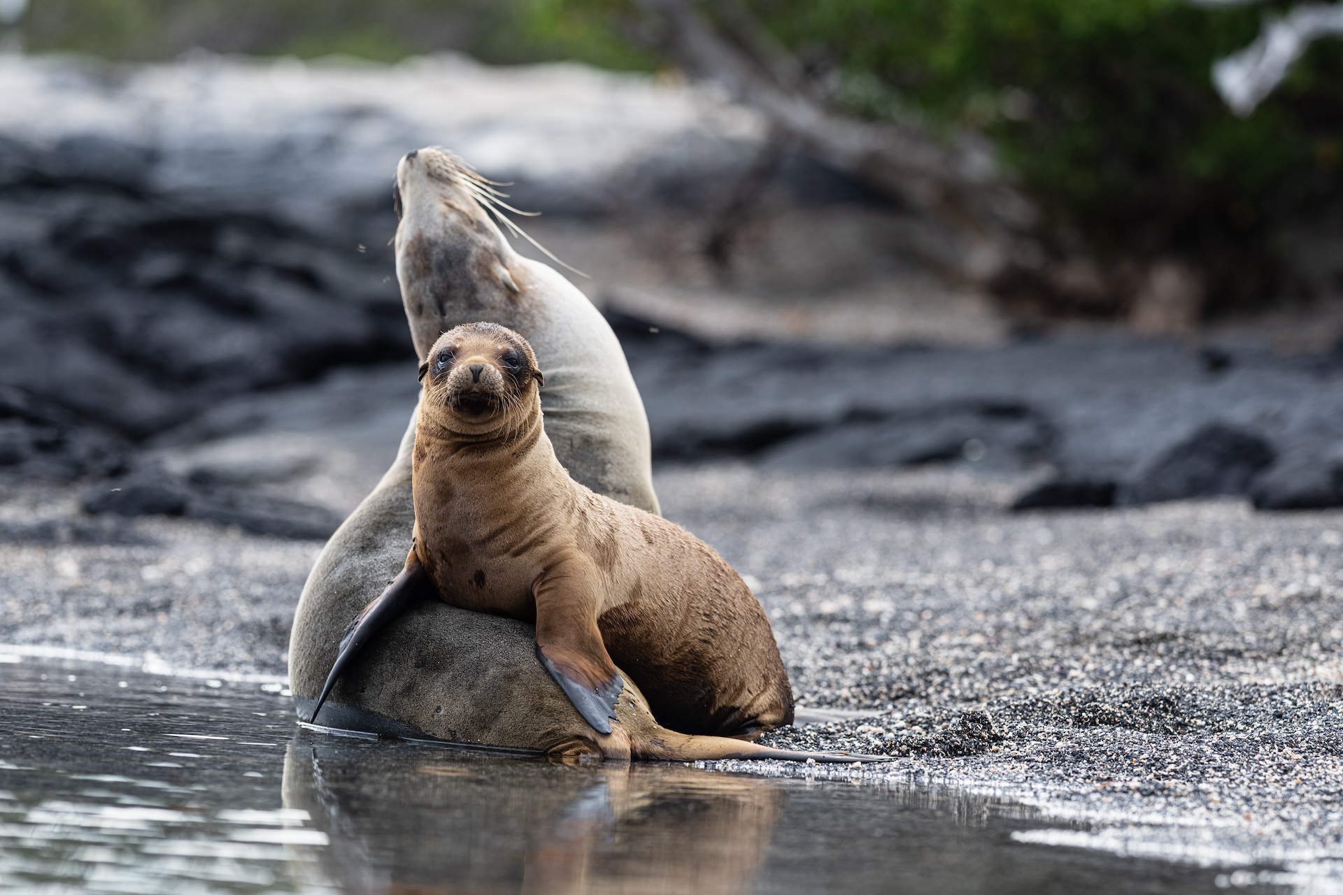 Galapagos Sea Lions by Richard de Gouveia