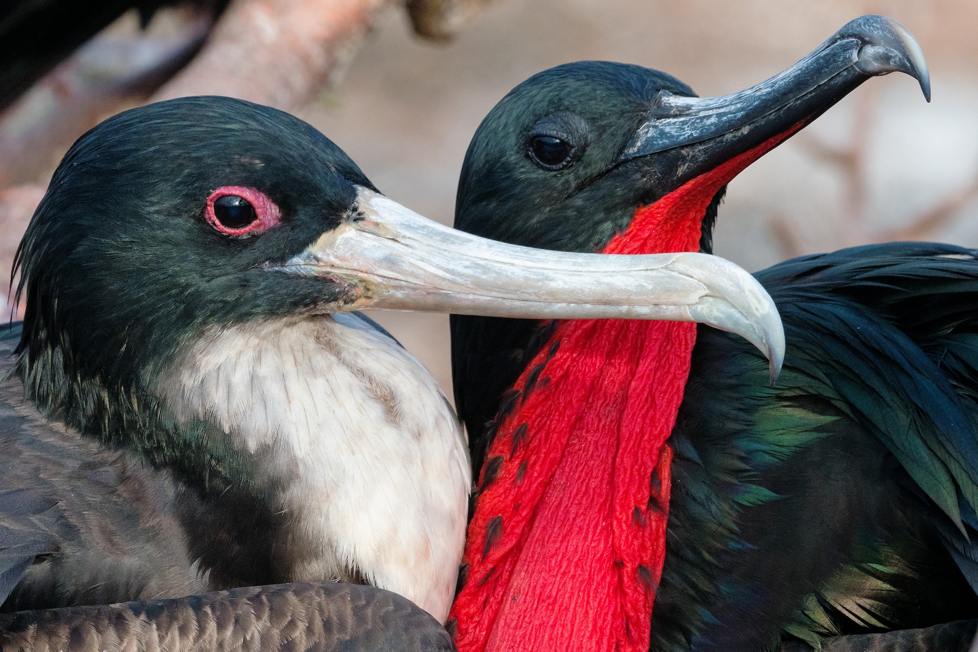 Galapagos frigatebird by Cassiano "Zapa" Zaparoli