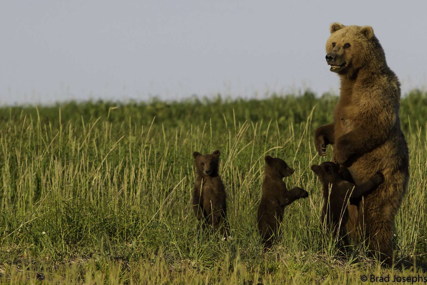 Playful bear cubs with a mother bear in Katmai National Park.