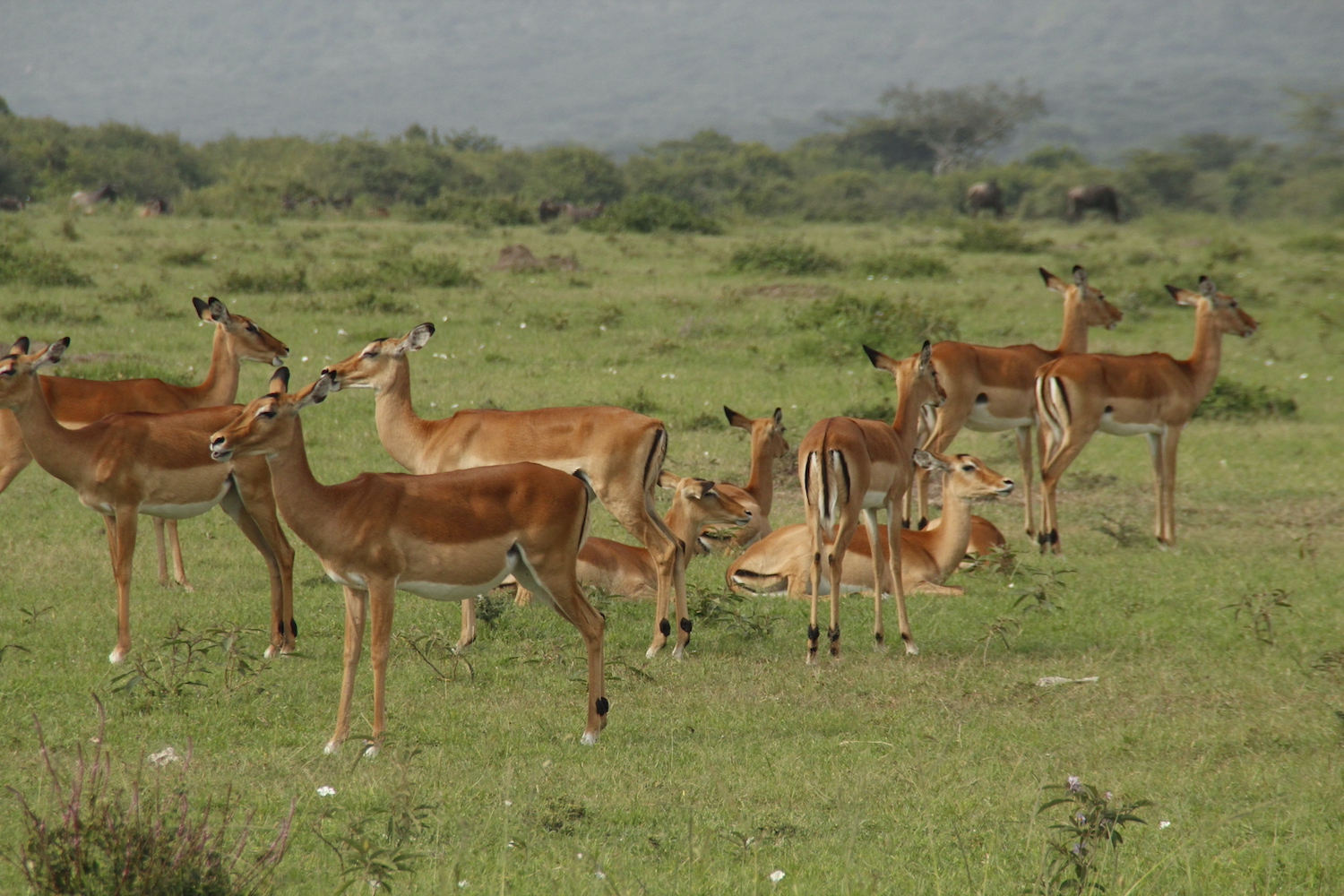 Impala herd in Kenya 