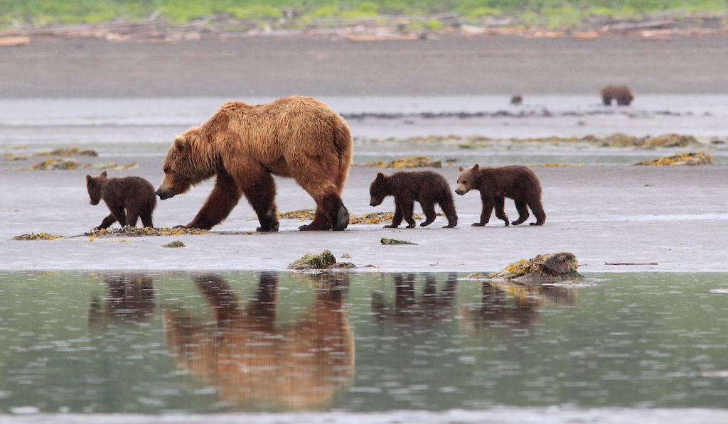 A mother bear with cubs on the tidal flats in Katmai National Park.