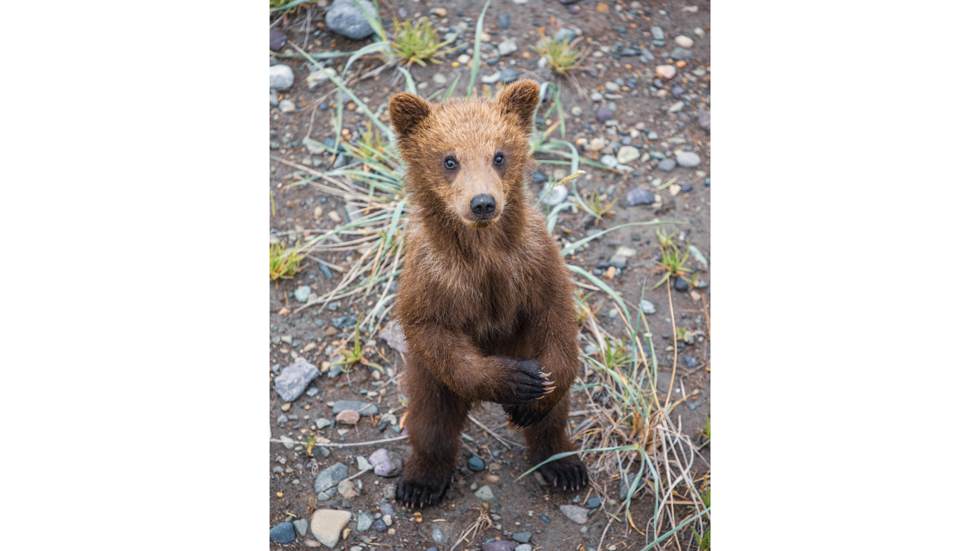 Brown bear cub stands on its hind legs, looking directly at camera.