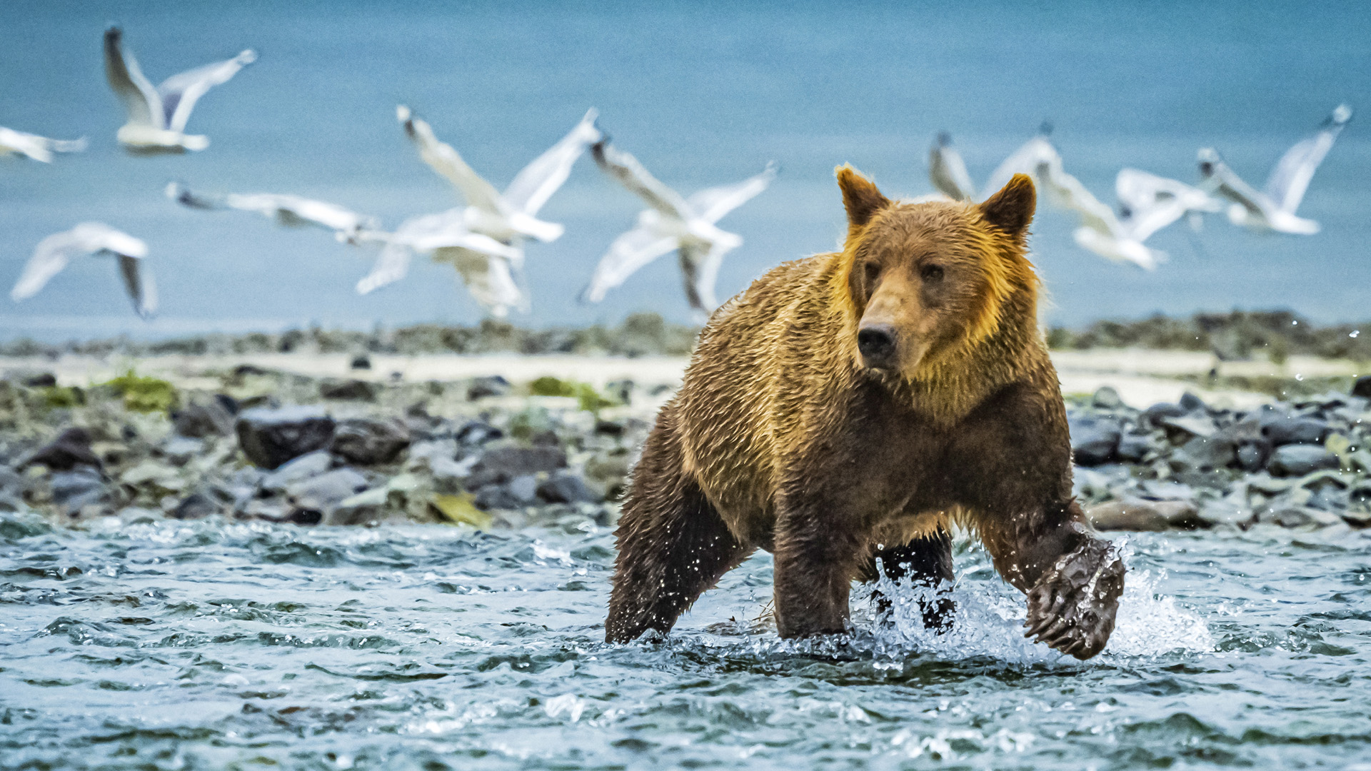 Coastal Brown Bear fishing for salmon in Geographic Harbor, Katmai National Park and Preserve, Alaska, USA