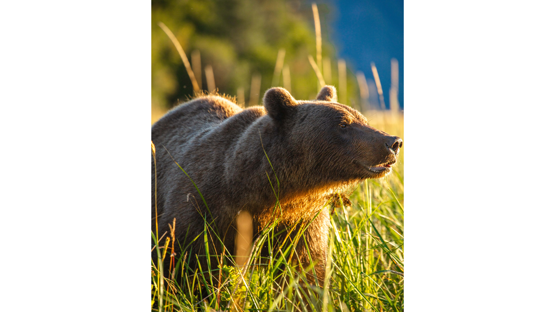 A brown bear alerts while standing in tall grass.