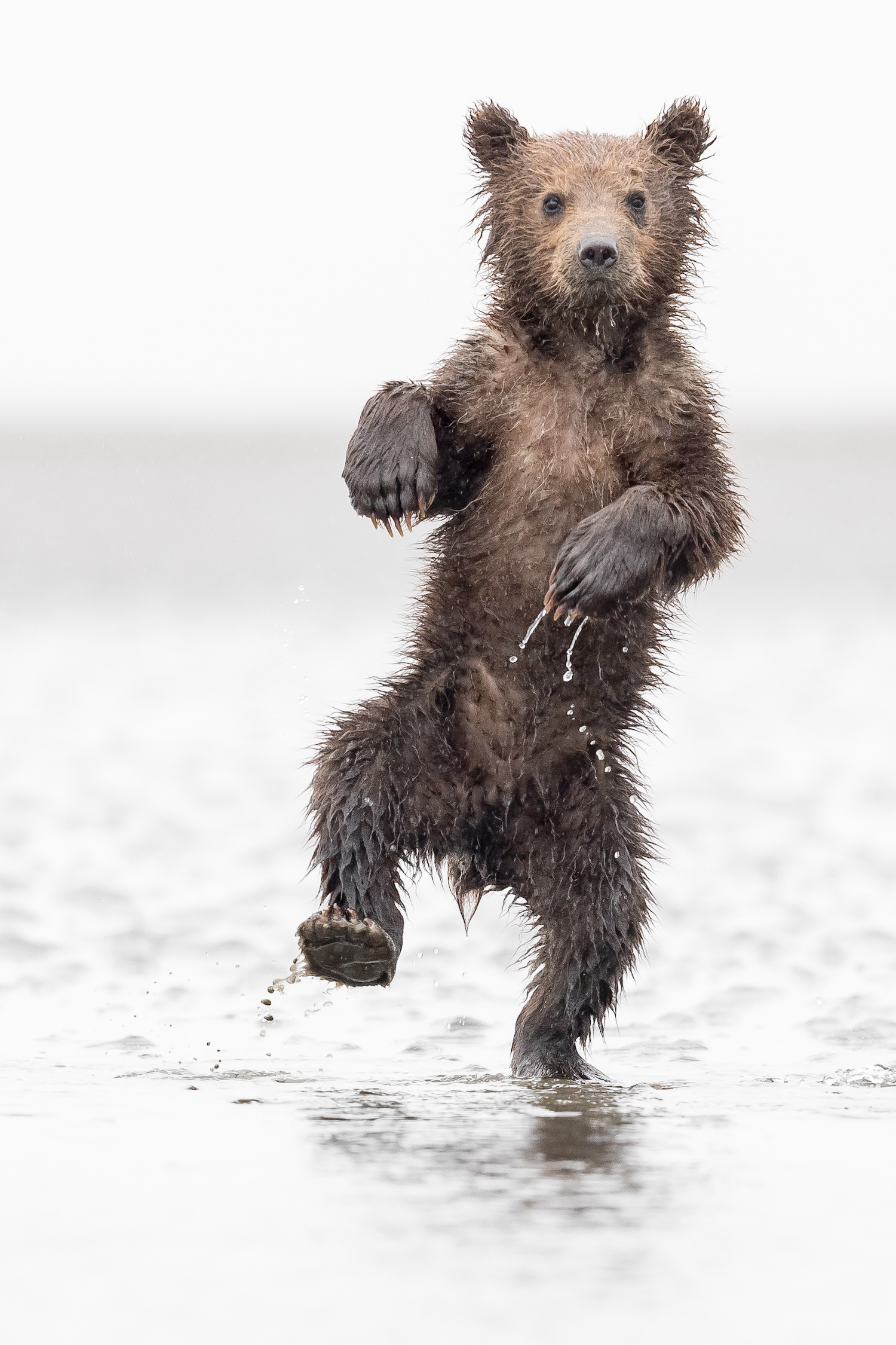 A cub plays in the water in Alaska.