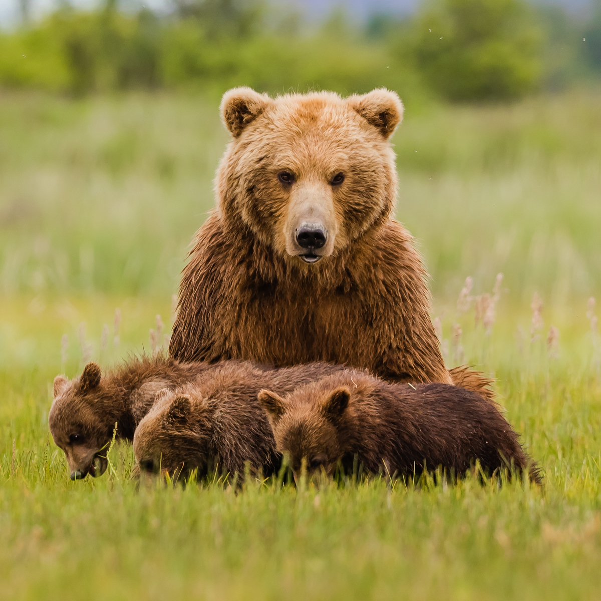 A brown bear with three cubs in Alaska.