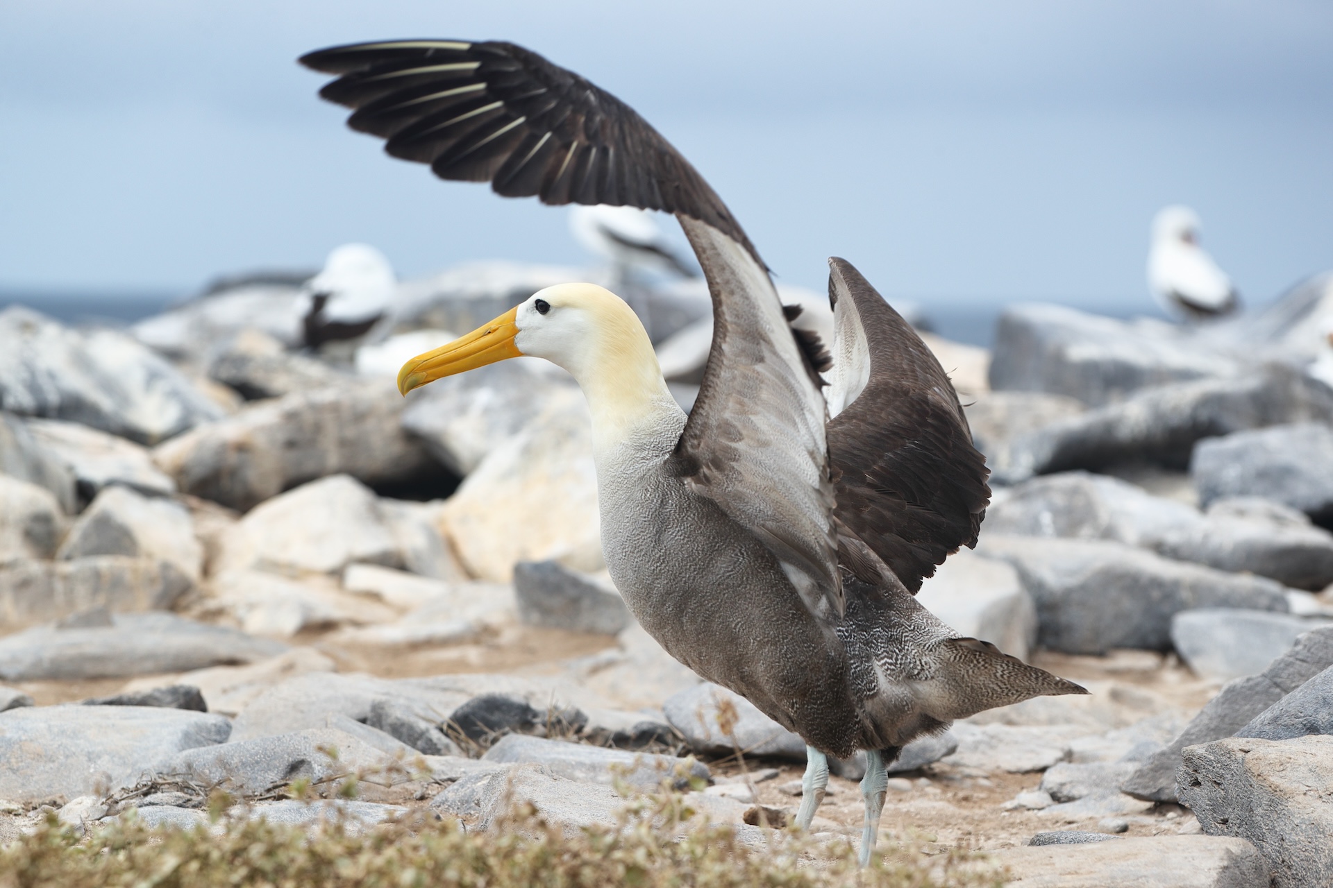 Waved albatross in the Galapagos